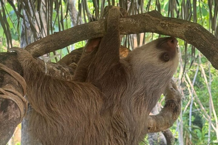 Samara Sloth Hiking & Butterfly Garden - Photo 1 of 14